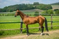 Young aristocratic reddish brown shiny horse Royalty Free Stock Photo