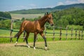 Young aristocratic reddish brown shiny stallion