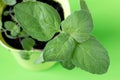 Young aromatic mint plant in a pot. The process of growing spices at home in quarantine mode Royalty Free Stock Photo