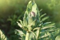 Young artichoke plant grows in a field