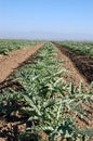 Young artichoke plants 3