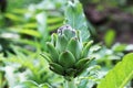 Young artichoke plants grows in a field