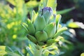 Young artichoke plants grows in a field