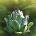 Young artichoke plants grows in a field