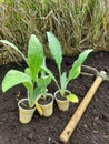 young artichoke seedlings for planting in the vegetable garden. transplanting artichokes to grow at home with a hoe