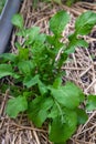 Young arugula plant grows in a home vegetable garden