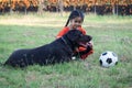 A young Asain girl playing football with her big black dog outside the grass ground in the yard in the evening Royalty Free Stock Photo