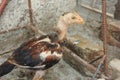 Young Aseel or Desi Breed Chick in a Rustic Pen Royalty Free Stock Photo