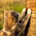 Young ashy cat sharpens claws on a tree trunk in a sunny garden