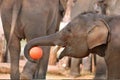 Young asia elephant Royalty Free Stock Photo