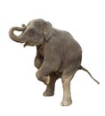 young asia elephant kid playing lifting front legs to show isolated white background