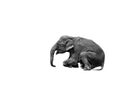 Young asia elephant sitting on white background Royalty Free Stock Photo