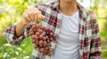 Young Asia man farmer hand holding grapes after harvest form vineyard, healthy fruit concept Royalty Free Stock Photo