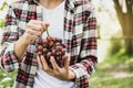 Young Asia man farmer hand holding grapes after harvest form vineyard, healthy fruit concept Royalty Free Stock Photo