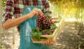 Young Asia man farmer hand holding grapes after harvest form vineyard, healthy fruit concept Royalty Free Stock Photo