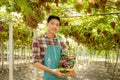 Young Asia man farmer holding grapes after harvest form vineyard, healthy fruit concept Royalty Free Stock Photo