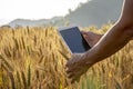 Young Asian agronomist standing in Beauty golden ripe wheat field in sunset. Using digital tablet. Modern internet communication Royalty Free Stock Photo