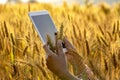 Young Asian agronomist standing in Beauty golden ripe wheat field in sunset. Using digital tablet. Modern internet communication Royalty Free Stock Photo