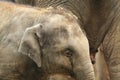 Young asian elephant detail