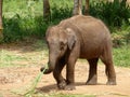 Young Asian elephant eating leaves Royalty Free Stock Photo