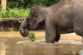 Young Asian elephant, Elephas maximus, going into the water in Singapore zoo Royalty Free Stock Photo