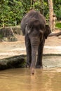 Young Asian elephant, Elephas maximus, walking into the water in Singapore zoo Royalty Free Stock Photo