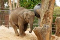Young Asian Elephant Royalty Free Stock Photo