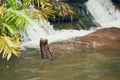 Elephant playing in the river Royalty Free Stock Photo