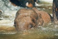 Elephant playing in the river Royalty Free Stock Photo