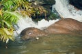 Elephant playing in the river Royalty Free Stock Photo