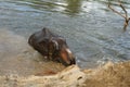 Young Asian Elephant in the water Royalty Free Stock Photo