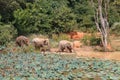 Young Asian elephants bathing Royalty Free Stock Photo