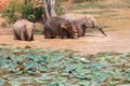 Young Asian elephants bathing Royalty Free Stock Photo