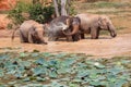 Young Asian elephants bathing Royalty Free Stock Photo