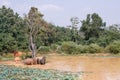 Young Asian elephants bathing Royalty Free Stock Photo