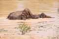 Young Asian elephants swimming Royalty Free Stock Photo