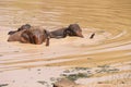 Young Asian elephants swimming Royalty Free Stock Photo