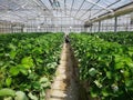 A young Asian farmer is investigating the order of organic strawberry farms in the summer of Japan.