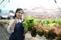 Young Asian farmer pretty girl working in vegetables hydroponic farm with happiness. She is looking and using hands Royalty Free Stock Photo