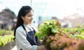 Young Asian farmer pretty girl working in vegetables hydroponic farm with happiness. She is looking and using hands Royalty Free Stock Photo