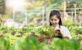 Young Asian farmer pretty girl working in vegetables hydroponic farm with happiness. She is looking and using hands Royalty Free Stock Photo