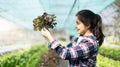 Young Asian farmer pretty girl working in vegetables hydroponic farm with happiness. She is looking and using hands Royalty Free Stock Photo