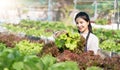 Young Asian farmer pretty girl working in vegetables hydroponic farm with happiness. She is looking and using hands Royalty Free Stock Photo