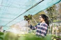 Young Asian farmer pretty girl working in vegetables hydroponic farm with happiness. She is looking and using hands Royalty Free Stock Photo