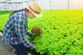 Young Asian farmer pretty girl working in vegetables hydroponic farm.She is looking and using hands check the quality of green