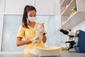 Cute kitten visiting vet for regular check up in clinic Royalty Free Stock Photo