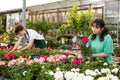 Young Asian girl choosing potted geraniums in garden store