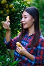 Young asian girl eating tangerine lusciously in her orchard Royalty Free Stock Photo