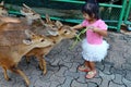 Young Asian girl feeding young deer.