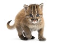 Young Asian golden cat facing, looking at the camera, Pardofelis temminckii